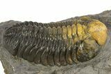 Multi-Toned Morocops Trilobite - Visible Eye Facets #310251-3